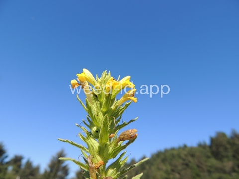 parentucellia, yellow